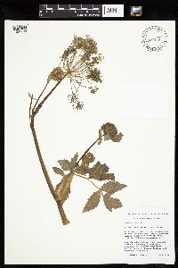 Angelica atropurpurea image