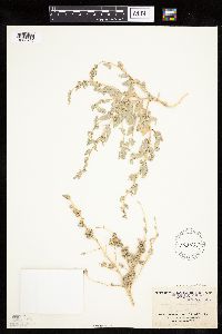 Atriplex argentea image