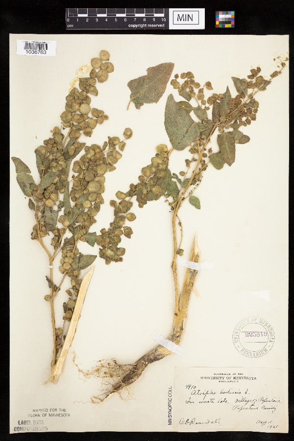 Atriplex hortensis image