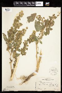 Media resource of Atriplex hortensis