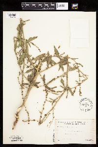 Atriplex patula image