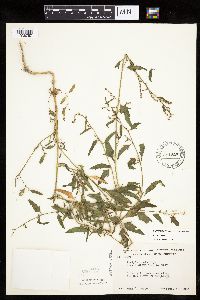 Atriplex patula image