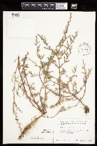 Atriplex patula image