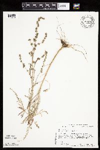 Atriplex patula image