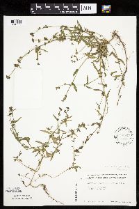 Atriplex patula image