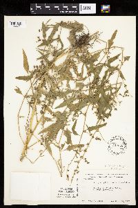 Atriplex patula image