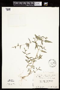 Atriplex patula image