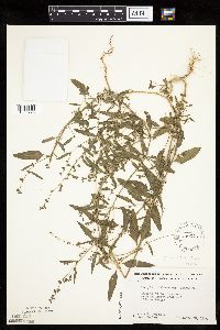 Atriplex patula image