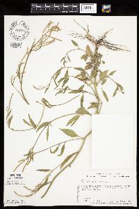 Atriplex patula image