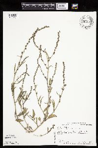 Atriplex patula image