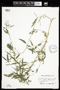 Atriplex patula image