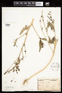 Atriplex patula image