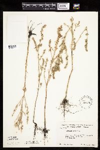 Atriplex patula image