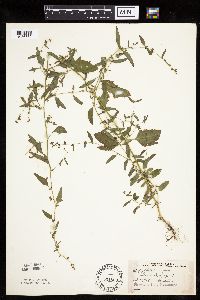 Atriplex patula image