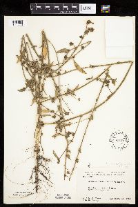 Atriplex patula image