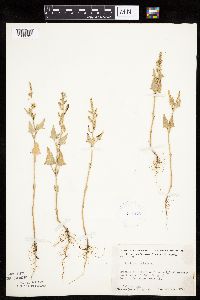 Atriplex patula image