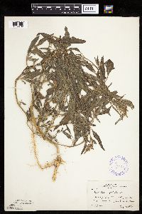 Atriplex patula image