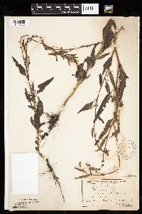 Atriplex patula image