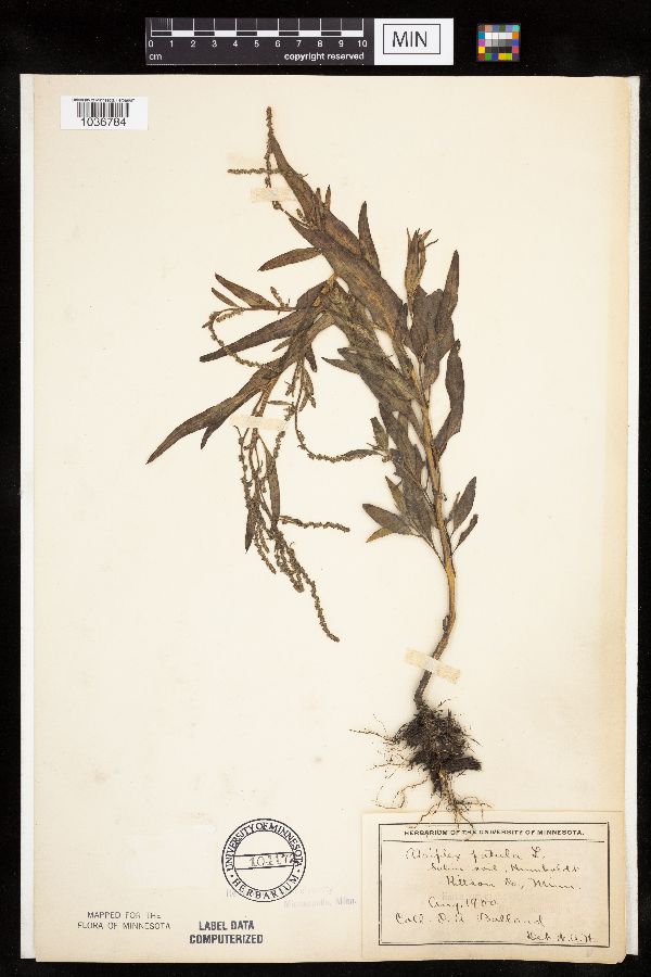 Atriplex patula image