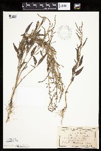 Atriplex patula image