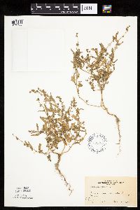Atriplex patula image
