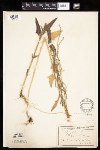 Atriplex patula image