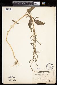 Atriplex patula image