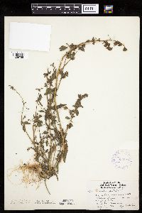 Atriplex patula image