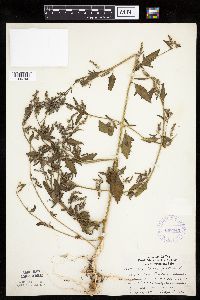 Atriplex patula image