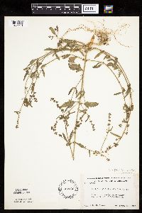 Atriplex patula image