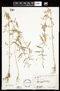 Atriplex patula image