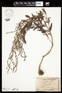 Atriplex patula image