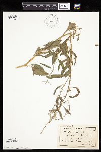 Atriplex patula image