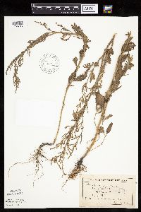 Atriplex patula image