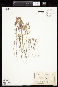 Atriplex patula image