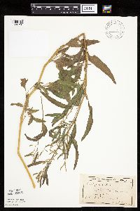 Atriplex patula image