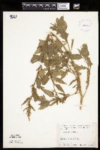 Atriplex patula image