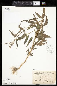 Atriplex patula image