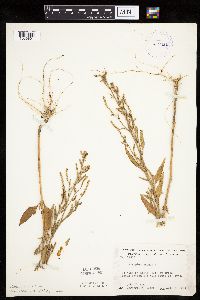 Atriplex patula image