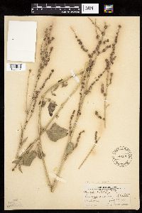 Atriplex patula image