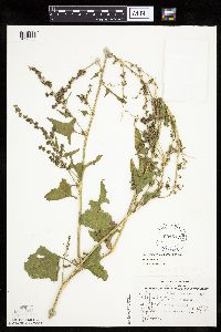 Atriplex prostrata image