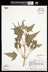 Atriplex prostrata image