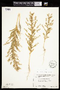 Axyris amaranthoides image