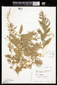 Axyris amaranthoides image