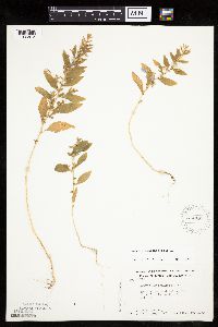 Axyris amaranthoides image