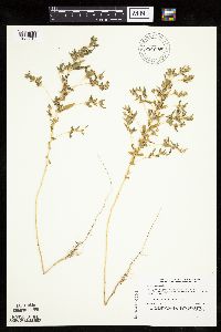 Axyris amaranthoides image