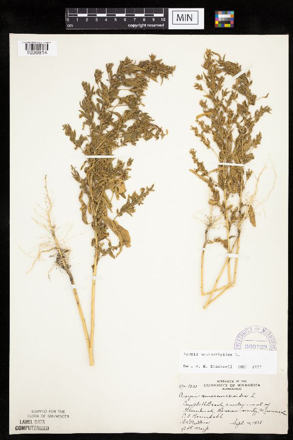 Axyris amaranthoides image