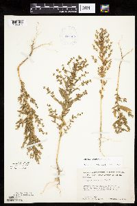 Axyris amaranthoides image
