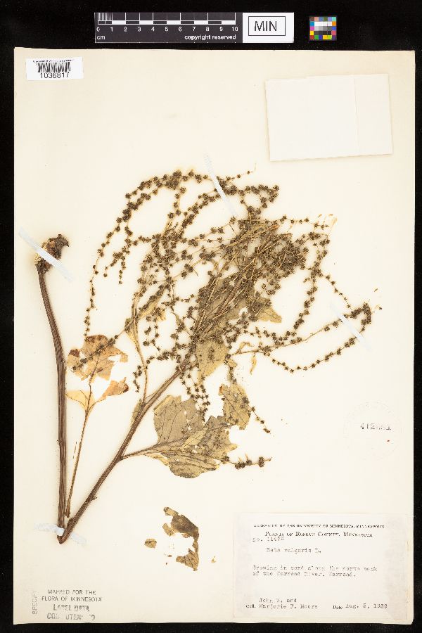 Beta vulgaris subsp. vulgaris image