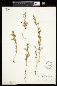 thumbnail image of current specimen